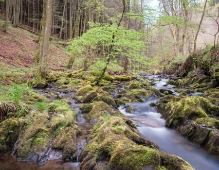 Bach Water Eifel