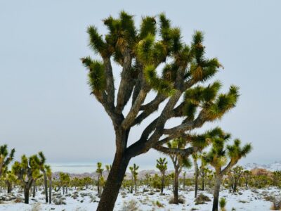 Joshua Tree National Park
