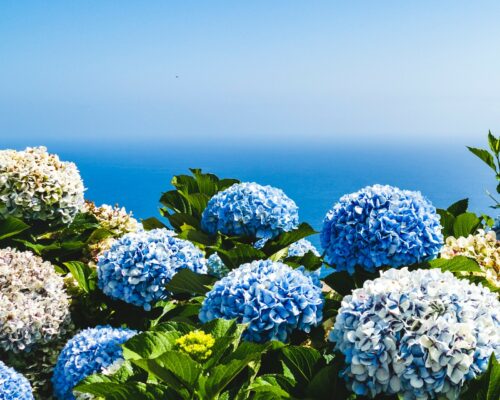Bloemen op Madeira